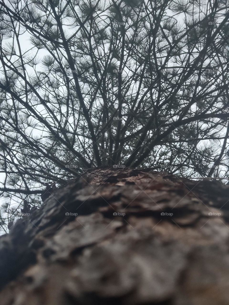 Oregons forest in the mountain