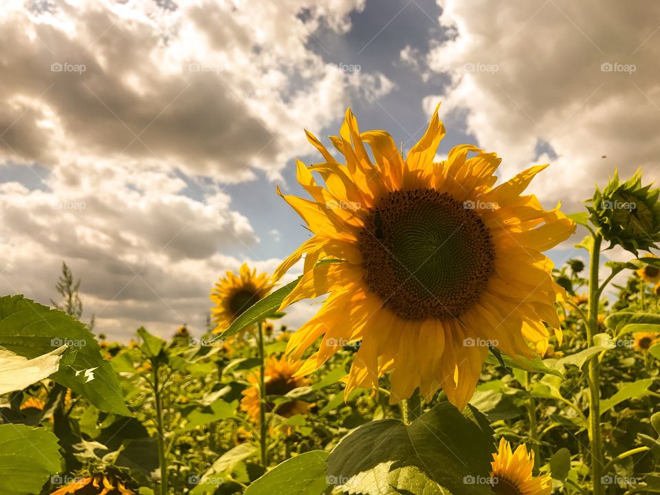 Nature, Summer, Sunflower, Flower, Flora