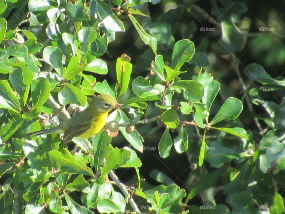 Immature Prairie Warbler