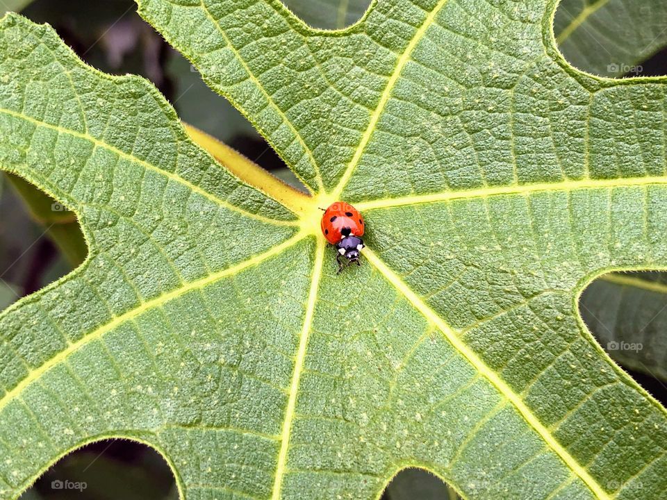 Little bright ladybug in the middle of the big green leaf