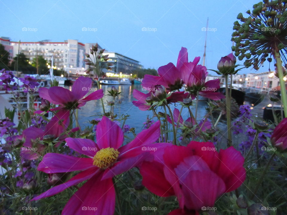 vibrant pink flowers