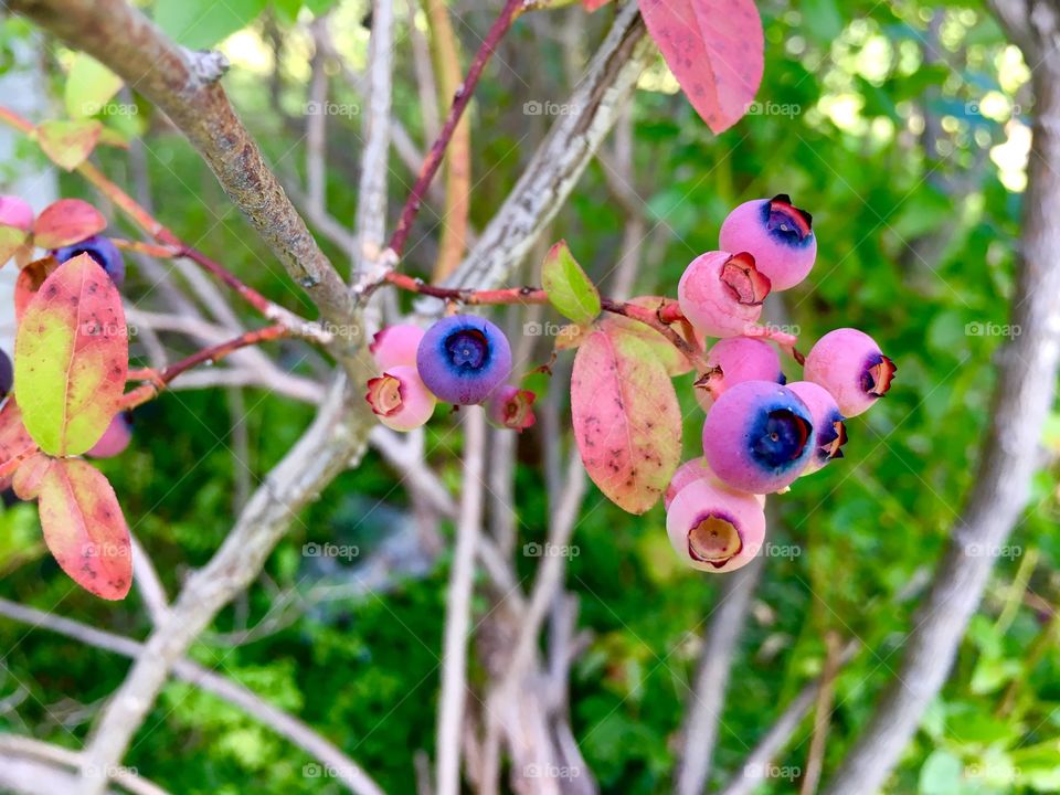 September Blueberries 