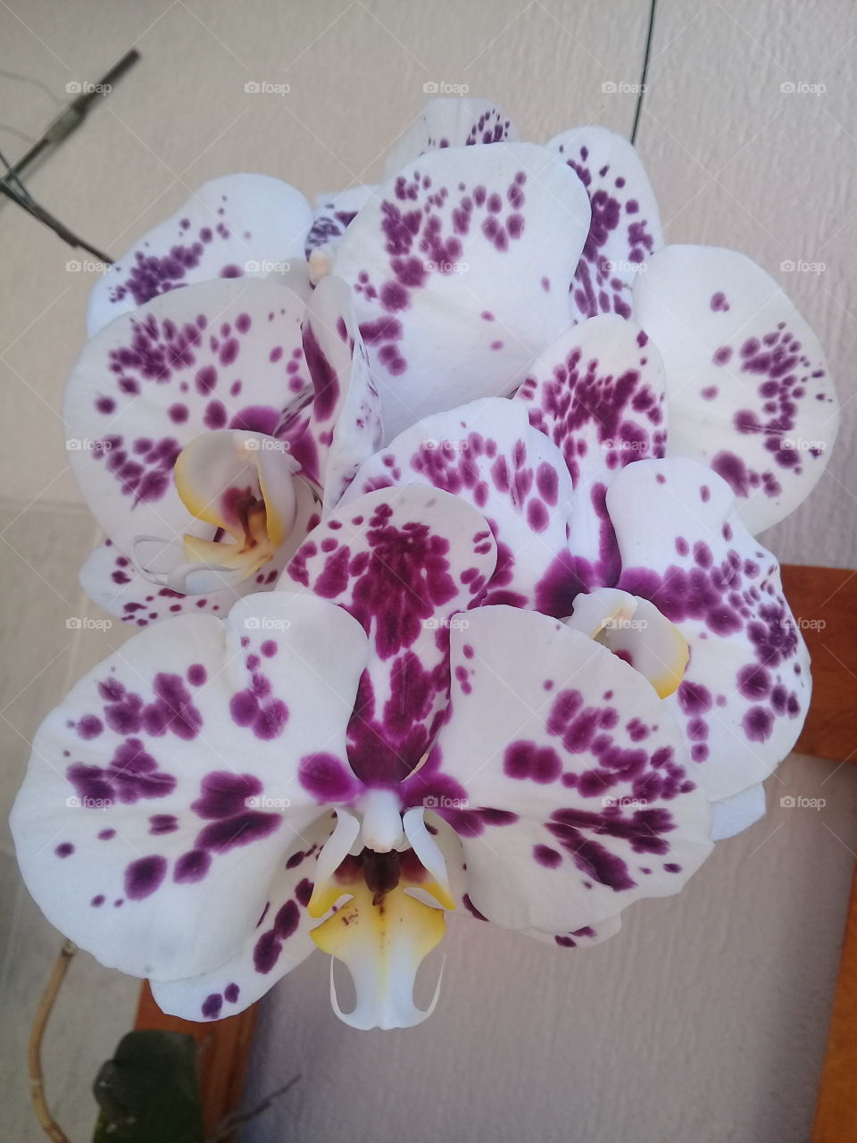 Orquídeas! Belíssimas, encantadoras e de muito bom gosto