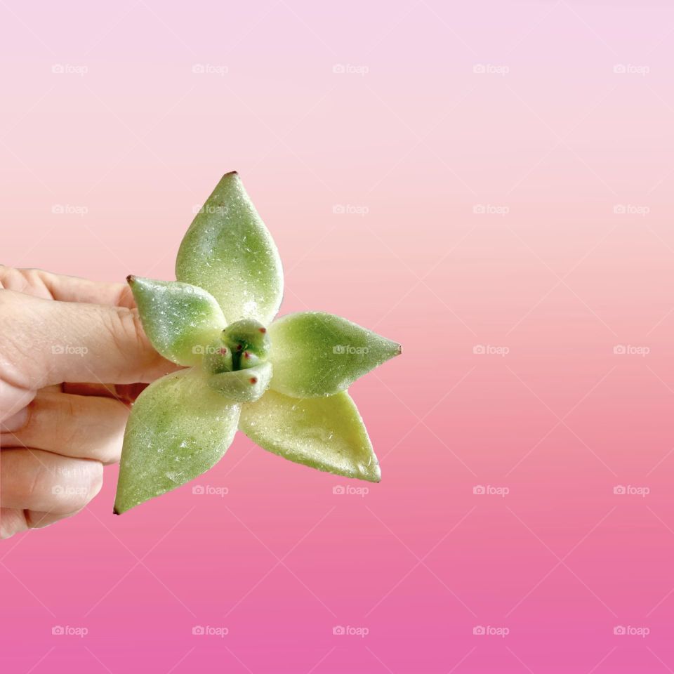 Backgrounds, copy space, succulents, hand holding plant, pink background 