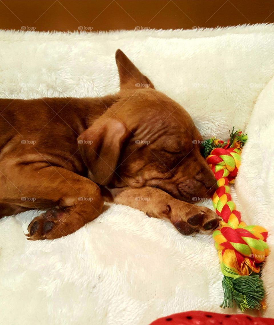 Sleepy little Muffins