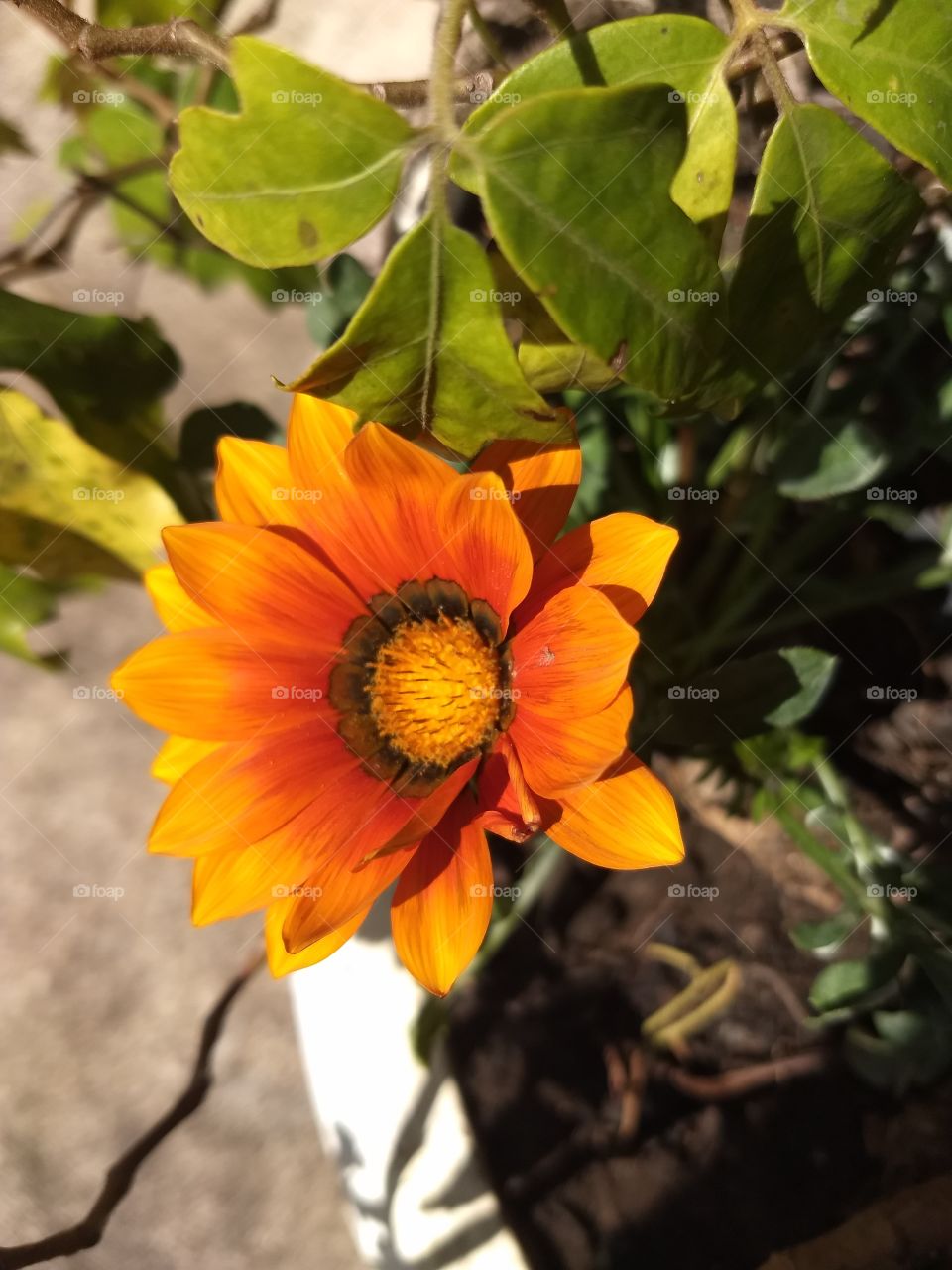 Orange flower