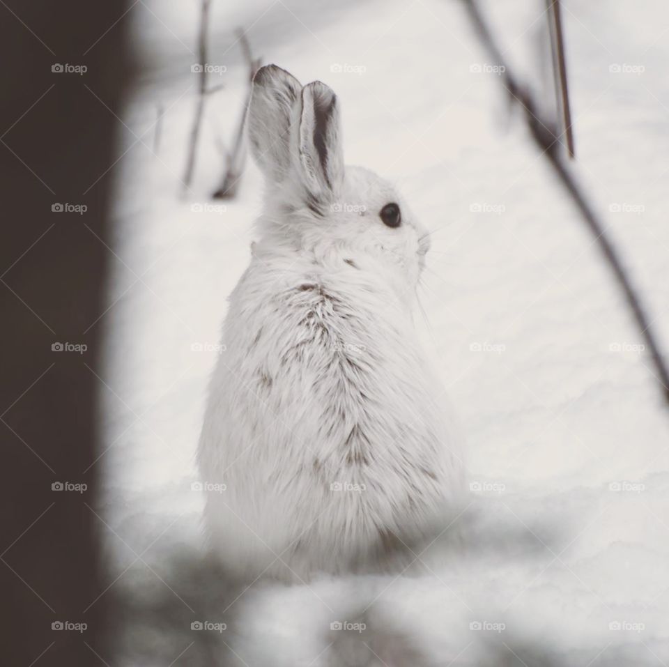 Hare 🖤