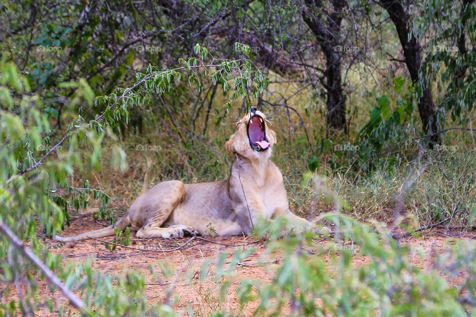 Screaming lion 