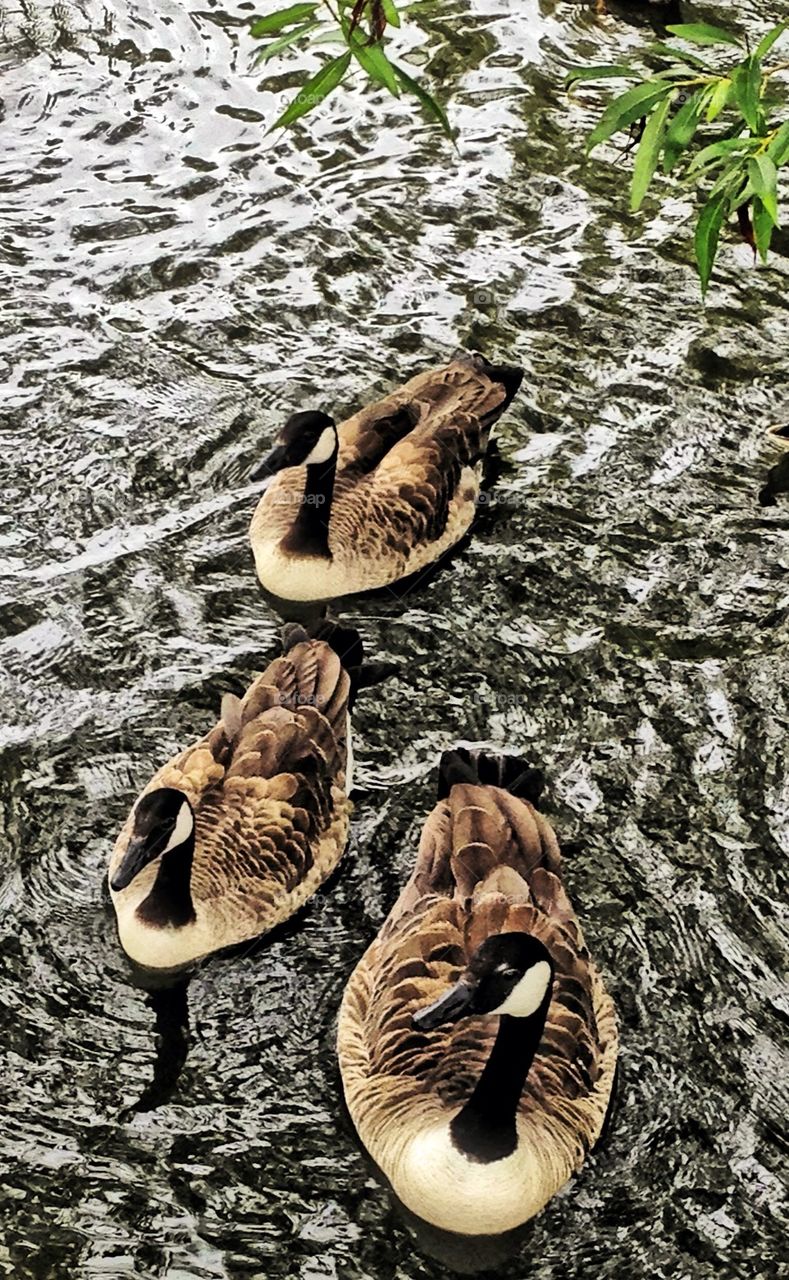 nature summer lake ducks by hannahdagogo