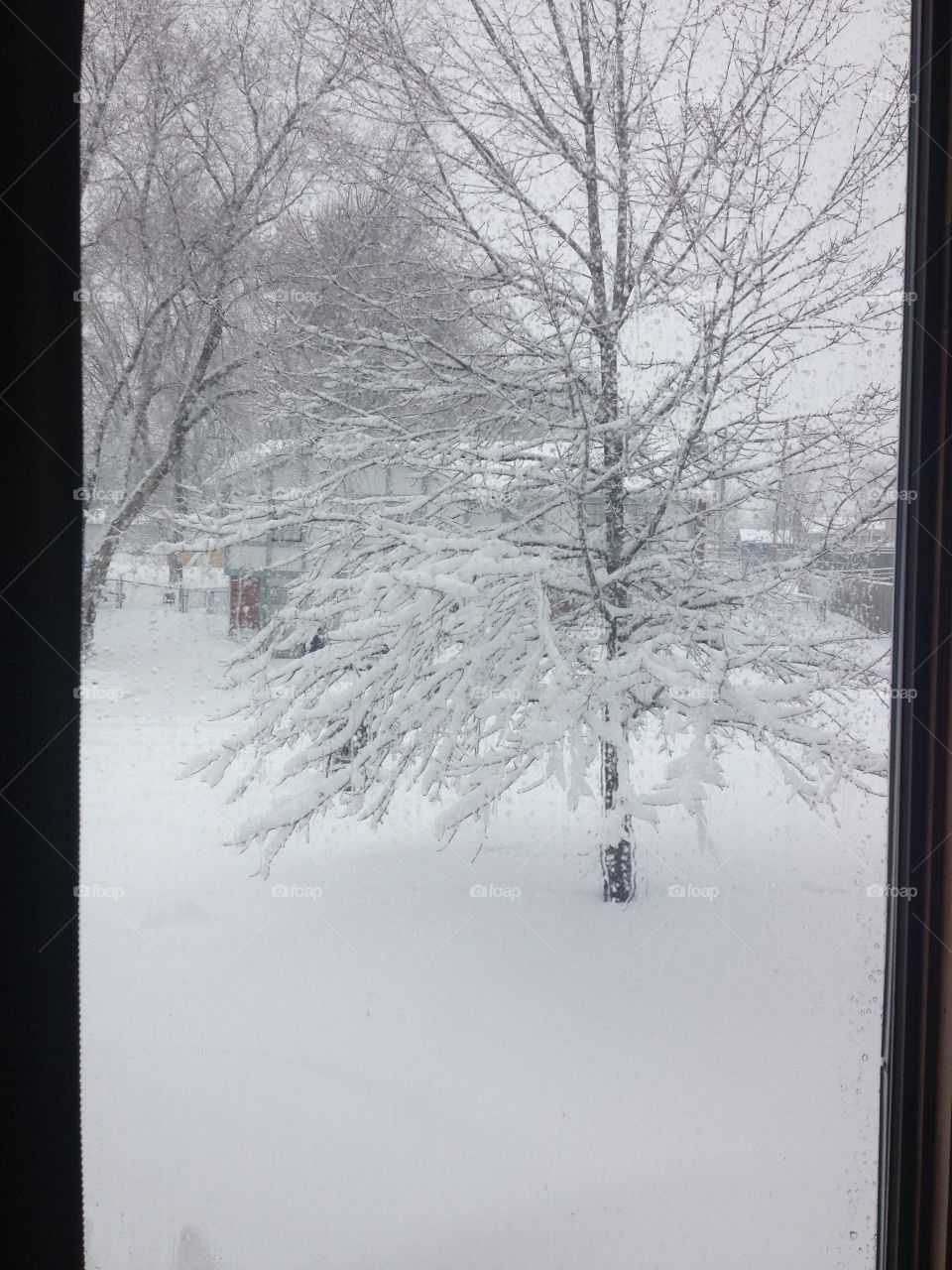 Winter, Snow, Cold, Weather, Tree