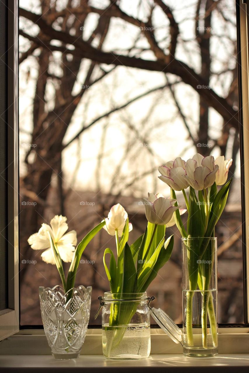 Tulips in vases