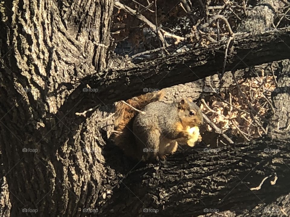 Yummy apple with peanut butter snack for neighborhood squirrel