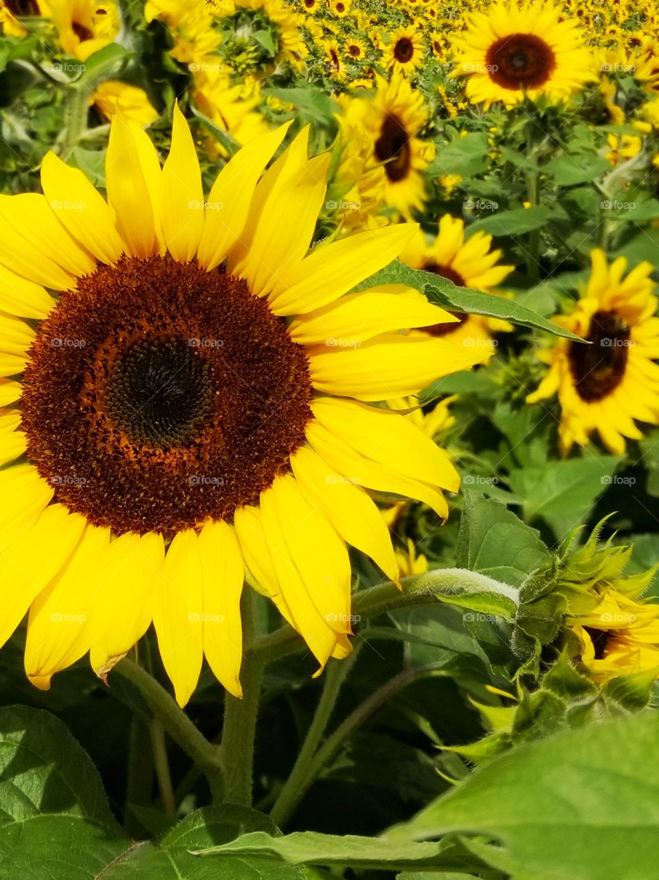 Sunflower in the field