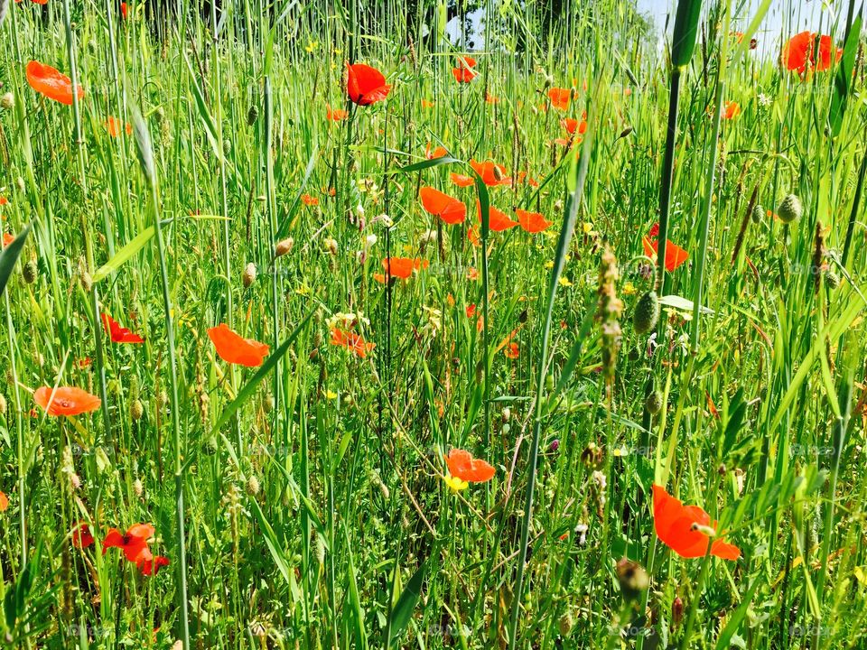 Poppies in a field