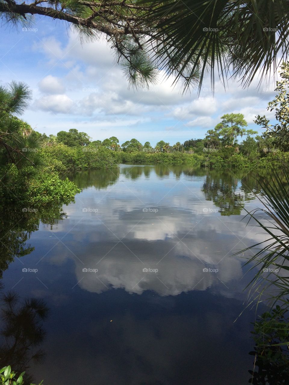 Florida reflection