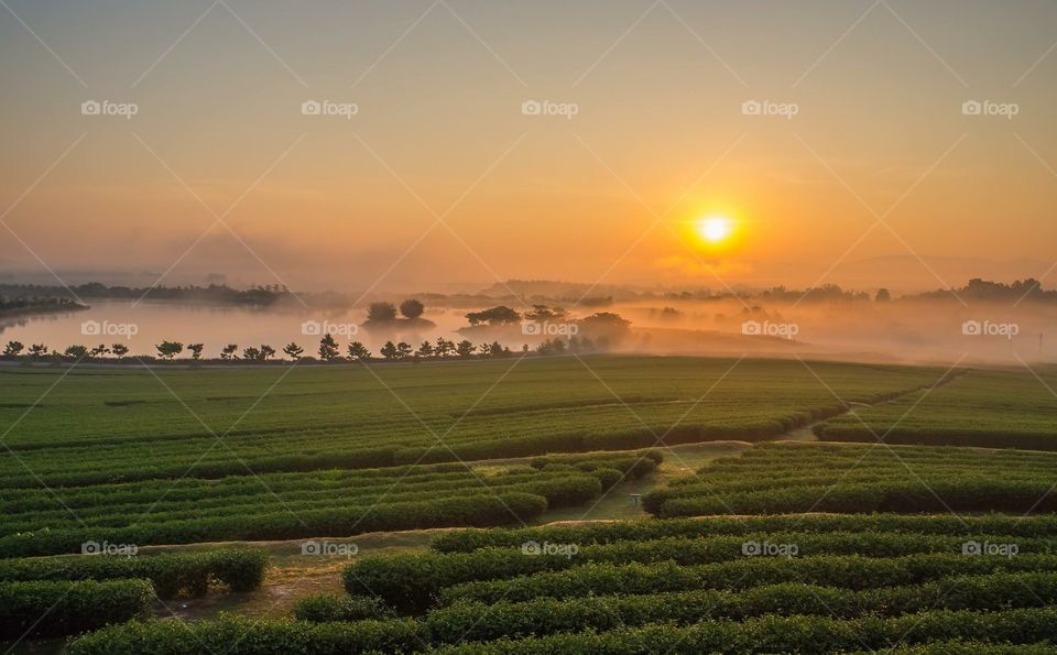 Morning at tea plantation