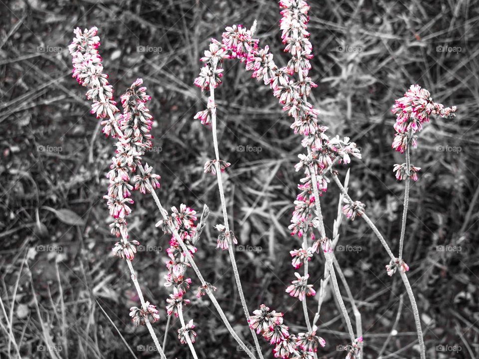 Pink flowers