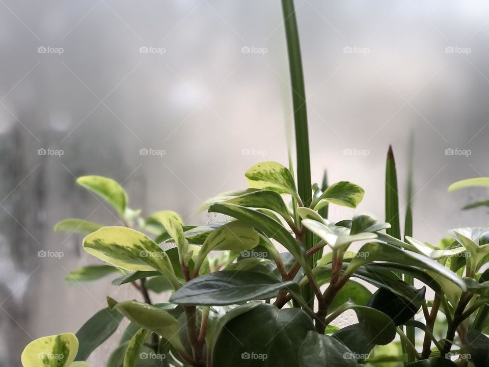 Peperomia in winter. The green story of growth and germination. Life is a constant struggle.