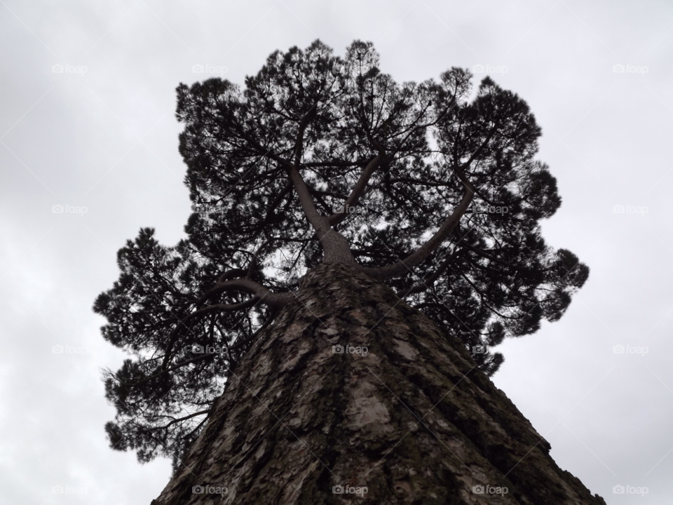 nature tree branches texture by mrm