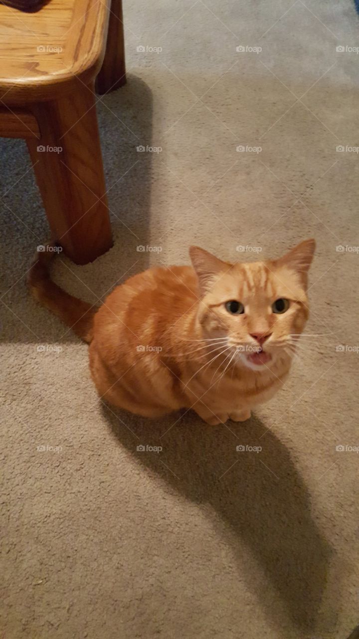 orange kitty with something to aay