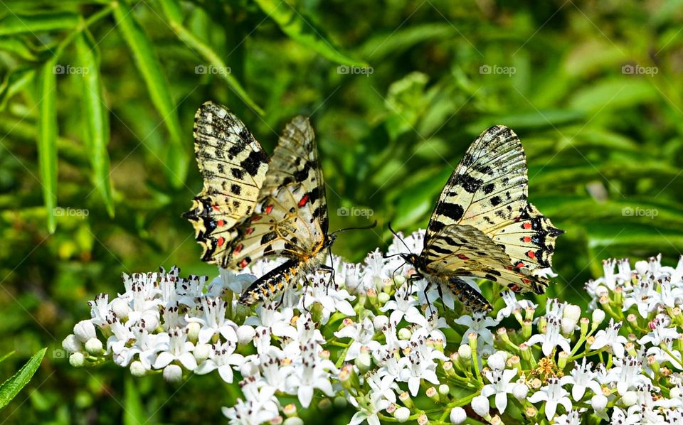 The beauty of spring