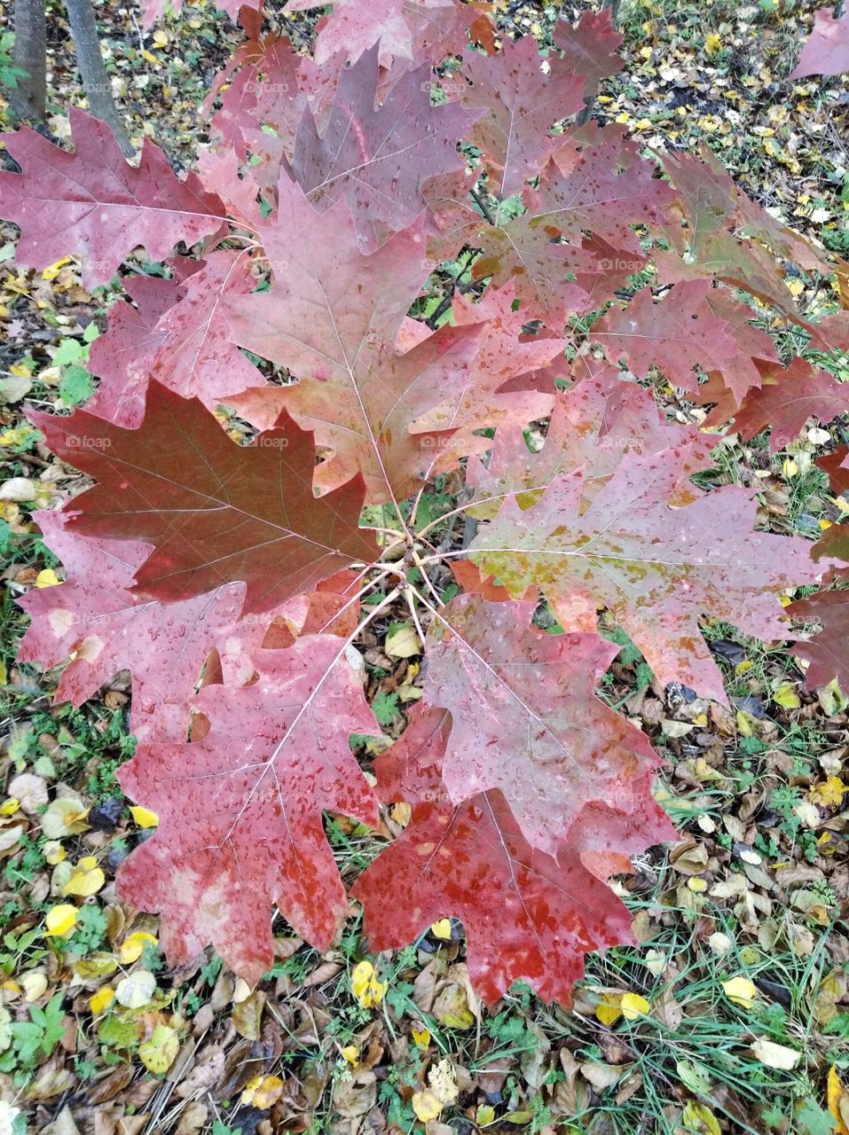 Autumn maple leaves