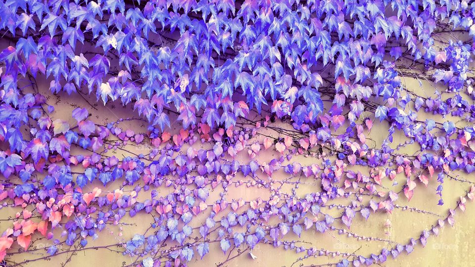 Vine shoots on the wall.