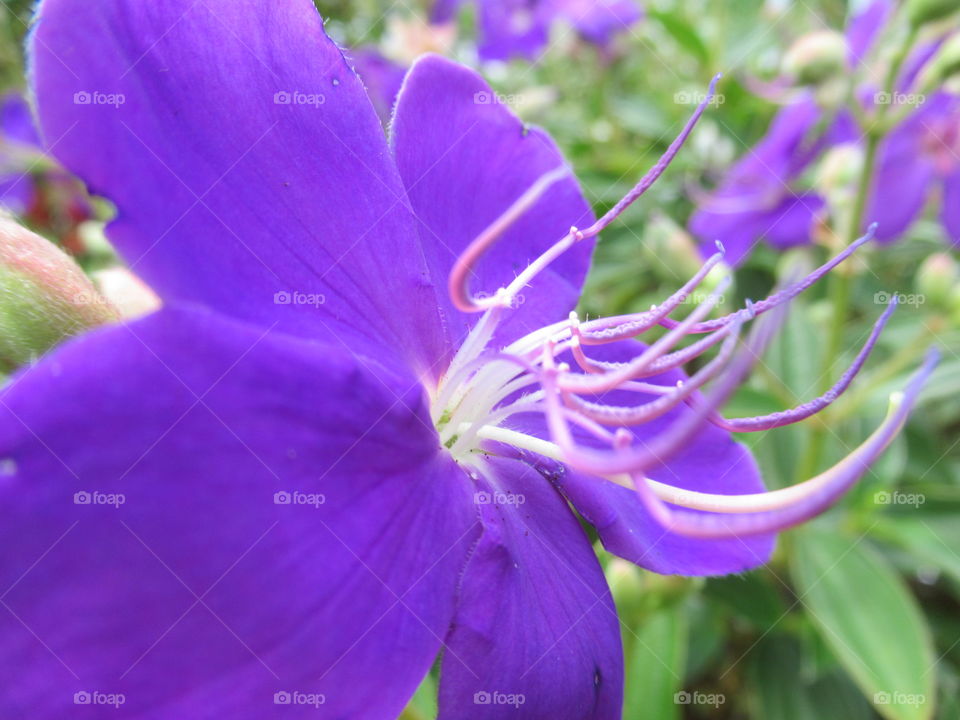A beautiful purple flower with an almost alien like set of storks producing out of the centre