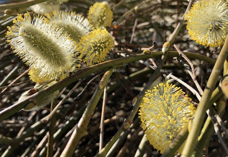 Flora fluffy spring blossom