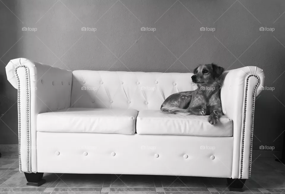 perro en sofa