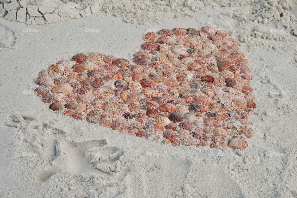 Shell heart