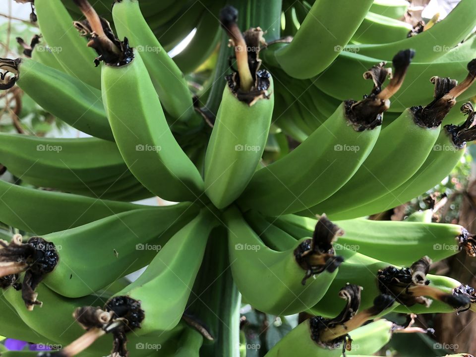 Close up of that banana plantation, shame their not ready to eat, never mind.