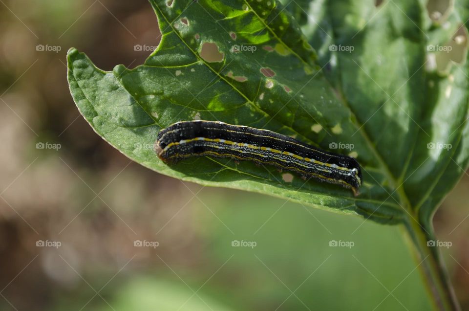 Caterpillar On Callaloo Leaf