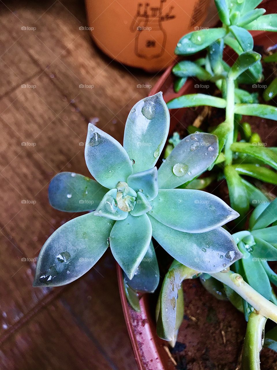 Raindrops on the plant