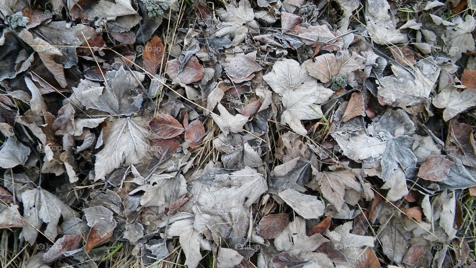 Frozen Leaves