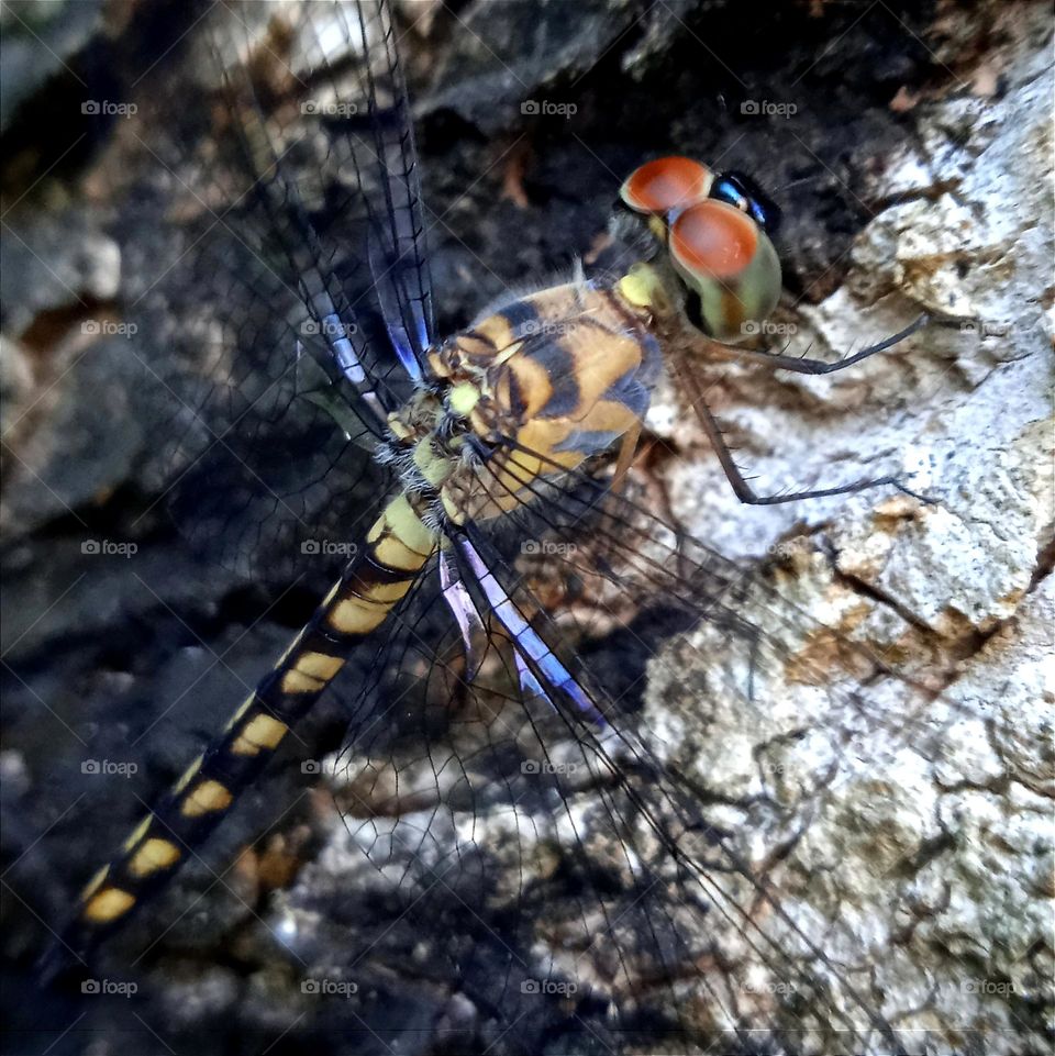 Beige black striped dragonfly with brown eyes.