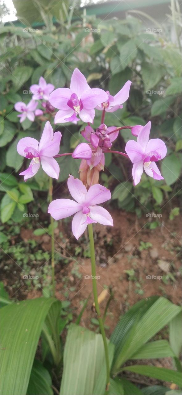 purple orchids