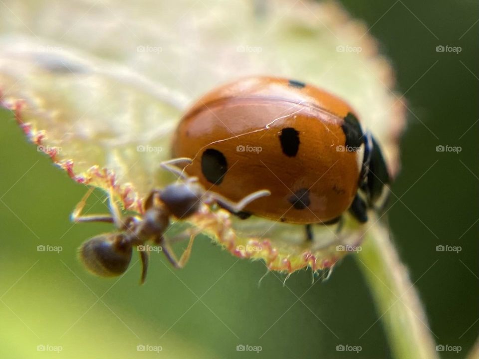 Ladybug