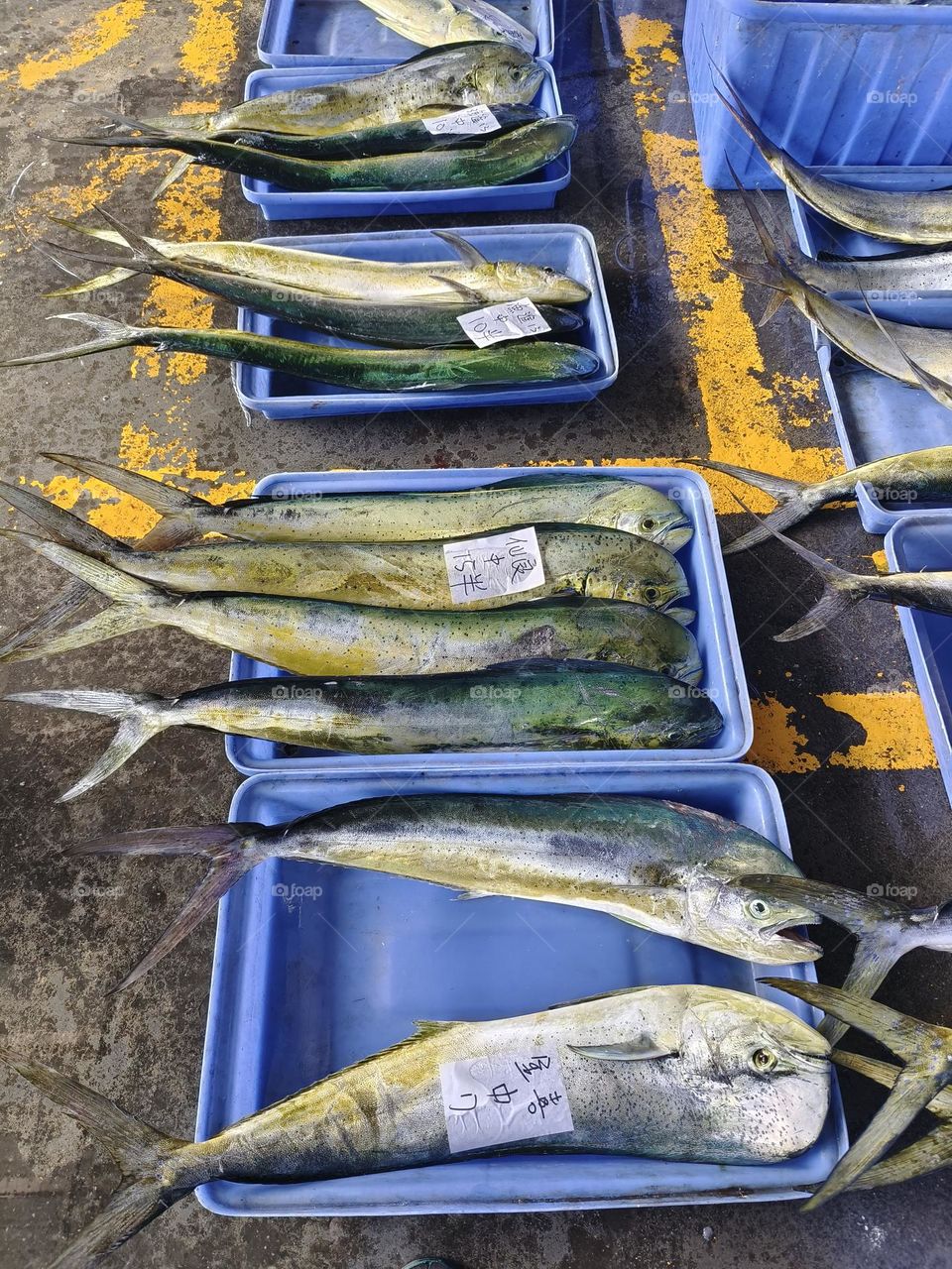 Fish market in the city