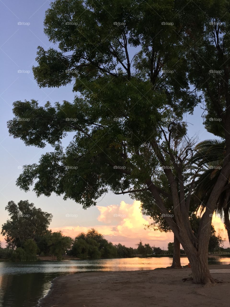 Dusk on the lake with large tree