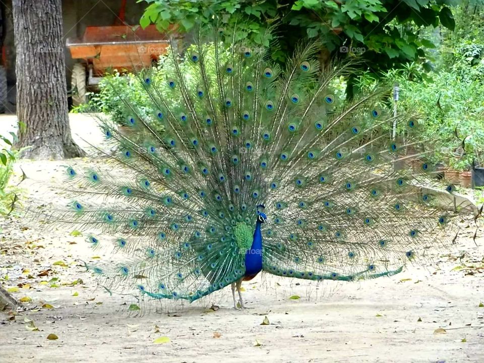 peacock