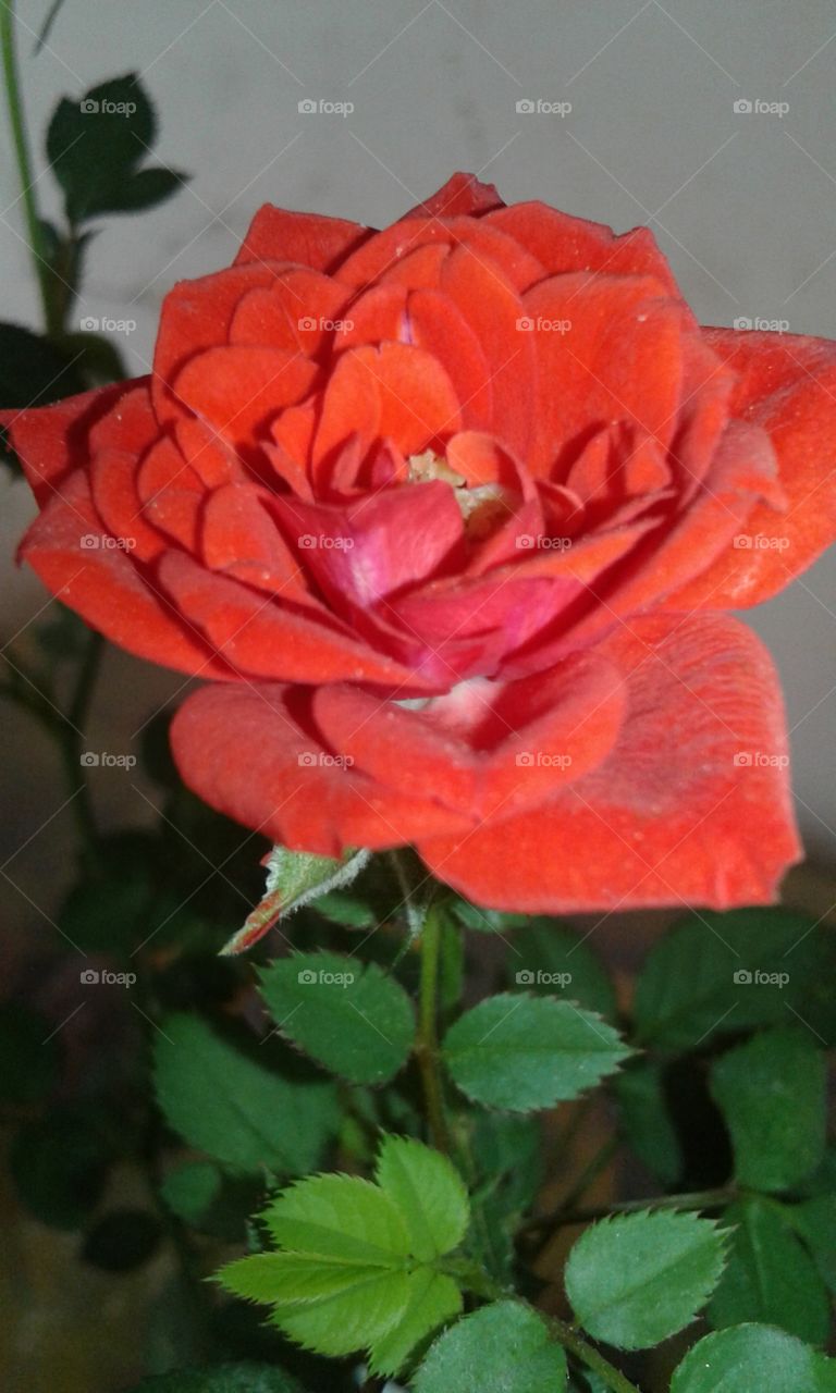 rose