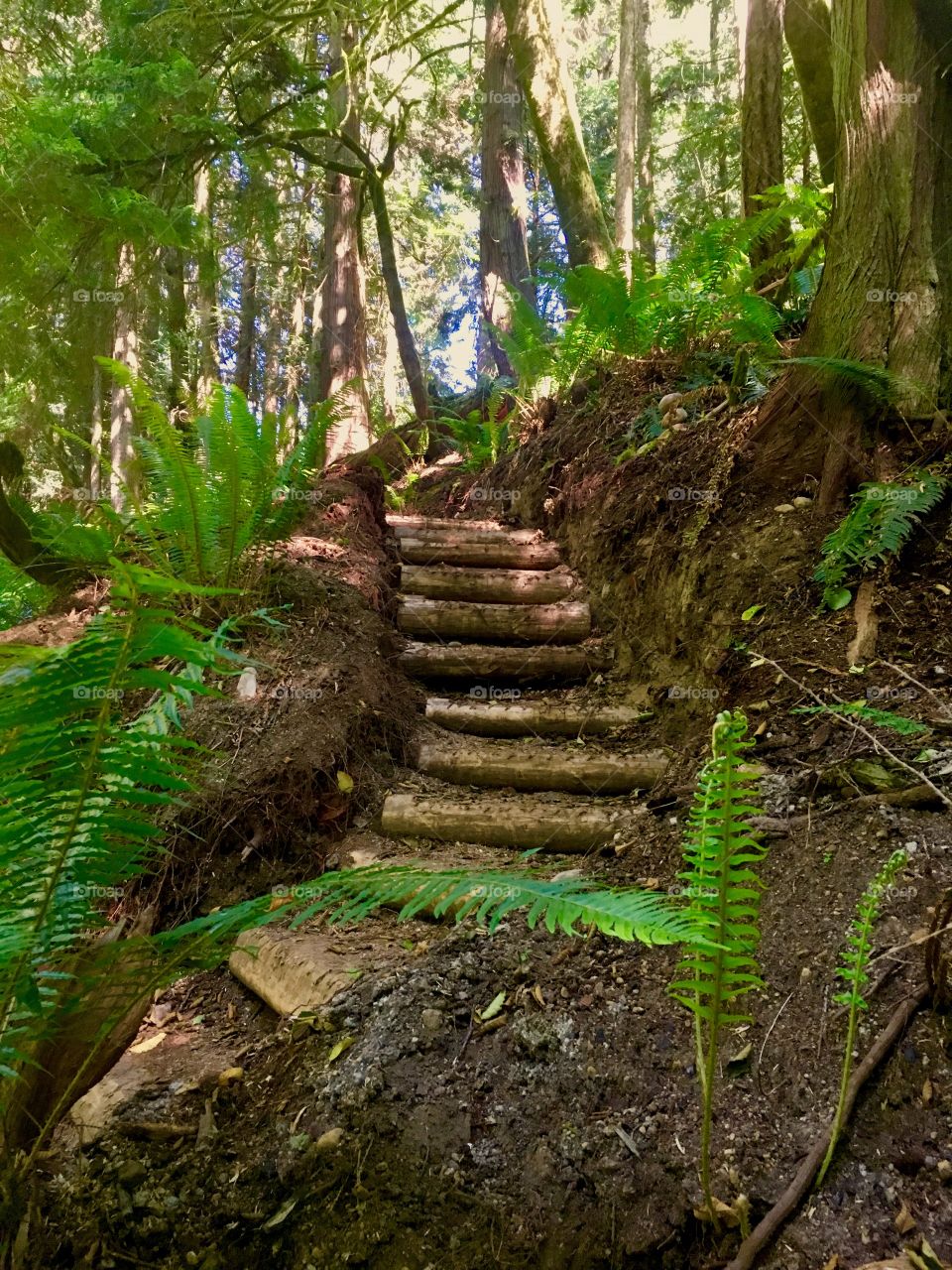 Osprey Trail, Port Ludlow, WA - Olympic Peninsula 