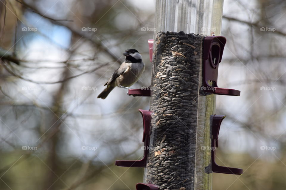 Back Porch Restaurant 