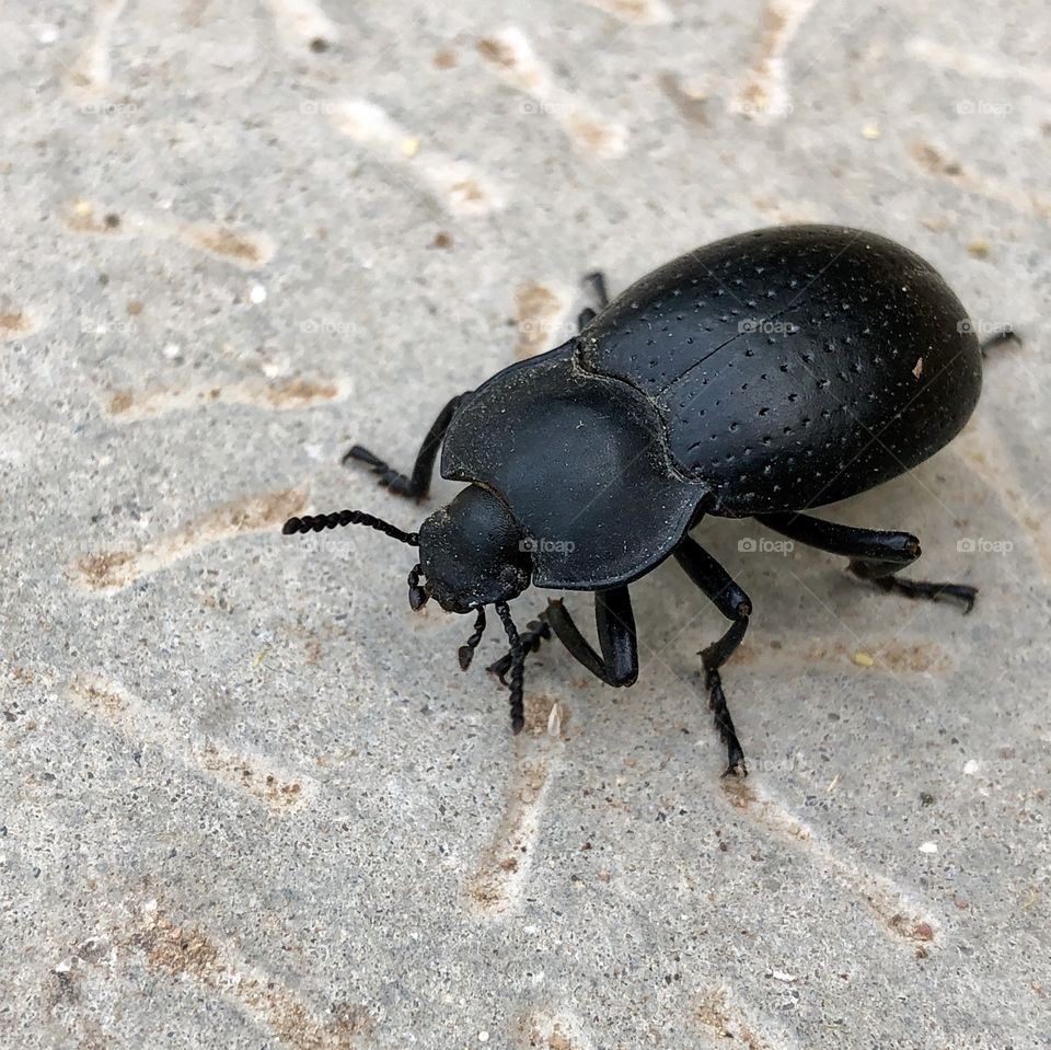 Big black bug