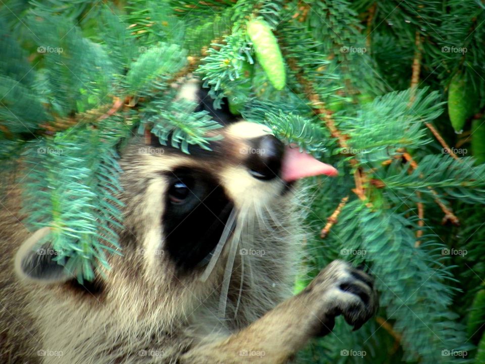 Raccoon licking tree branch - Food Searching- Morning