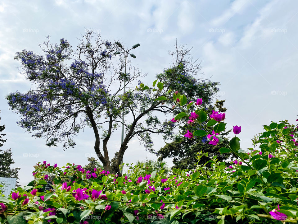 Beautiful jacaranda flower tree and bougainvilleas 