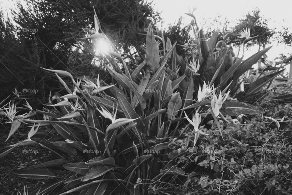 Sunlight Through The Greenery