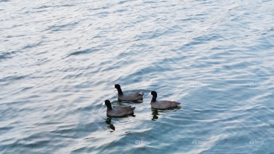 Black & White Ducks