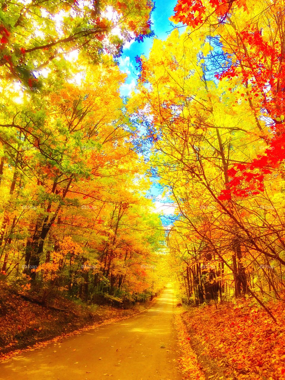 The Golden road of autumn 